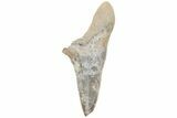 Cretaceous Ginsu Shark (Cretoxyrhina) Tooth - Kansas #211752-1